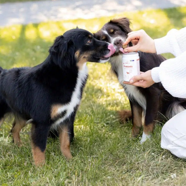 Buddy Care Probiotic Koerale seedimise ja immuunsüsteemi toetamiseks 150g – pilt 2