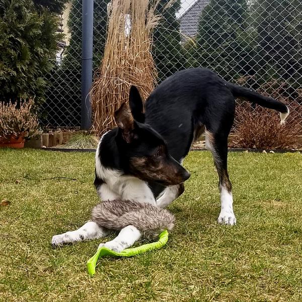 Dingo Mänguasi Koerale Kunstkarusnahast + Kummiga Käepide 55cm – pilt 2