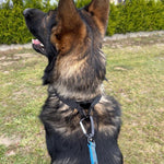 Dingo Ogarihm Koerale, Must 3mm x 50cm – pilt 4