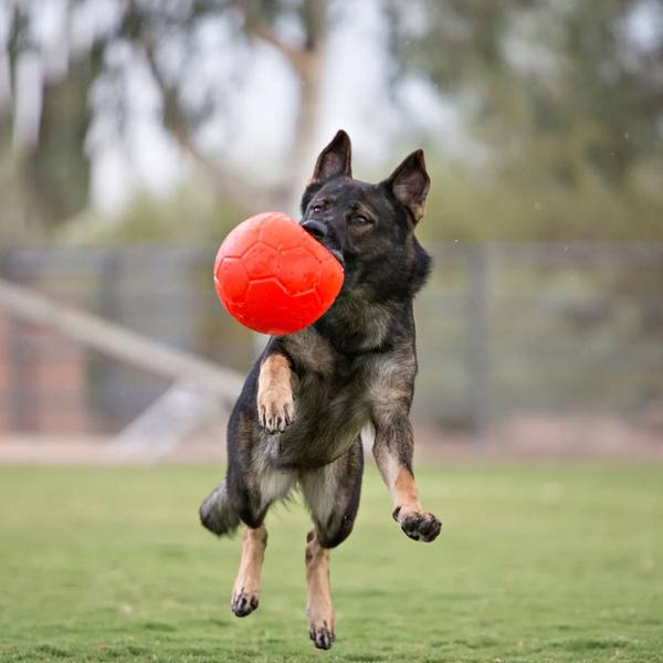 Jolly Pets Mänguasi Koerale Jalgpall Roheline 15cm (Ujub vees) – pilt 2