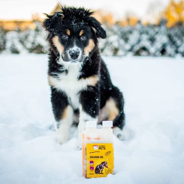 Excellent Pets Lõheõli Koerale 500 ml – pilt 2
