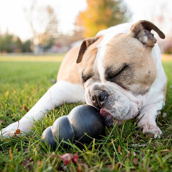 KONG Extreme Täidetav Mänguasi Koerale, Must S 4x7cm – pilt 2