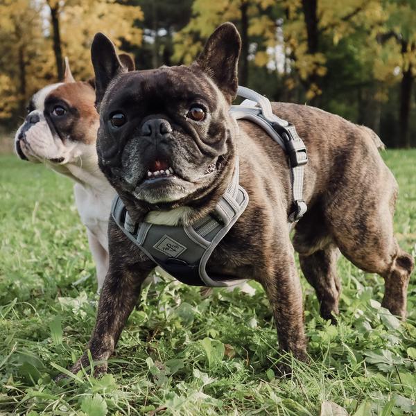 ne&no® sangaga traksid koerale + tõmbeid pehmendav lisarihm | S (chihuahua, kääbuspinšer, pomeranian) – pilt 4