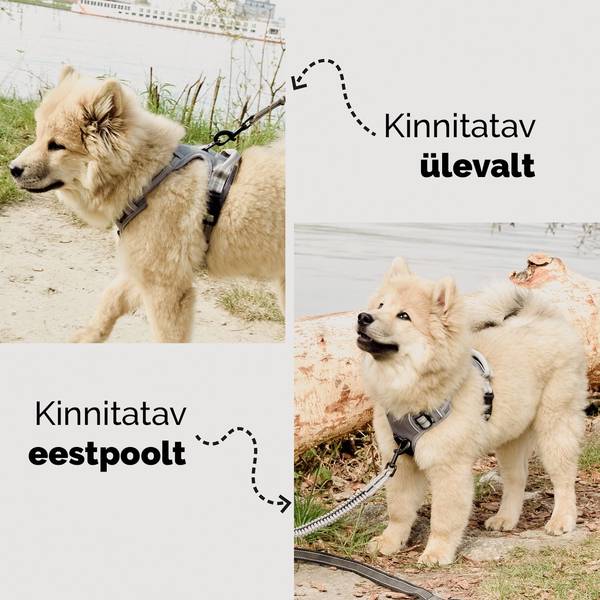 ne&no® sangaga traksid koerale + tõmbeid pehmendav lisarihm | XL (amstaff, pitbullterjer) – pilt 2