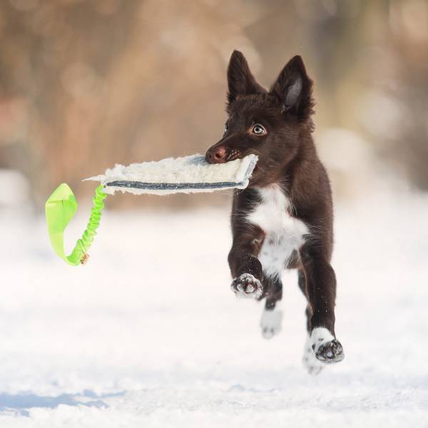 Dingo Villane Mänguasi Koerale + Elastne käepide, Roheline 20x6cm – pilt 2